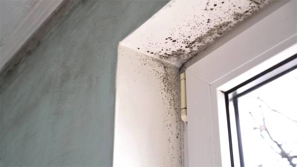 Best Basement Mold Remediation in Beltsville, MD