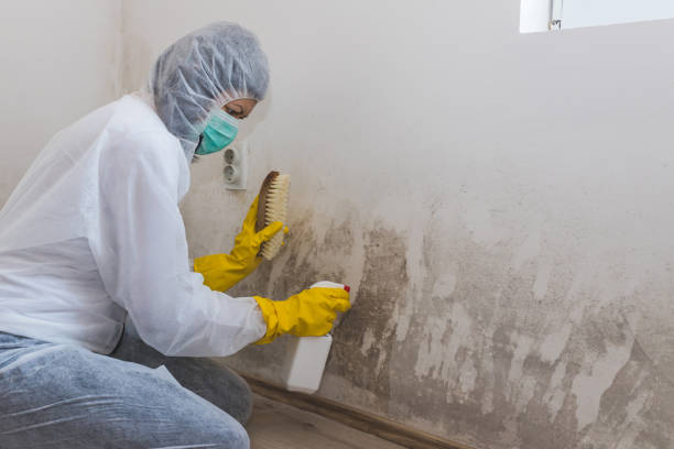 Best Post-Flood Mold Remediation in Beltsville, MD