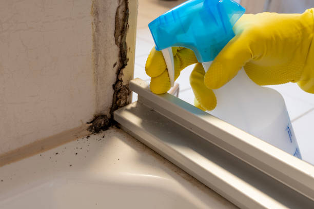 Best Bathroom Mold Remediation in Beltsville, MD