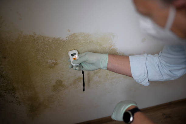 Best Mold Remediation for Specific Building Types in Beltsville, MD