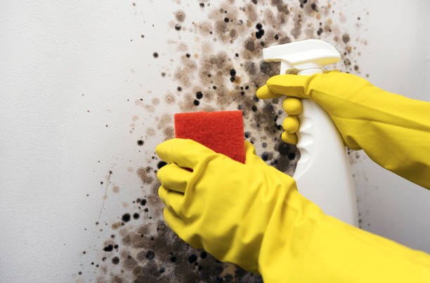 Best Emergency Mold Remediation in Beltsville, MD